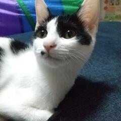 飼い主さん募集【5月生まれ？】野良子猫を保護 メス 元気でよく遊...