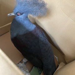 カンムリバトの剥製