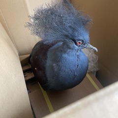 カンムリバトの剥製