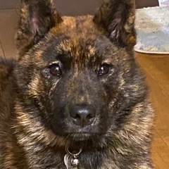甲斐犬と柴犬のミックス、兄弟犬です。可愛いがってくれる里親さん募集します。 - 犬