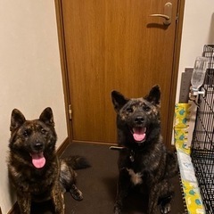 甲斐犬と柴犬のミックス、兄弟犬です。可愛いがってくれる里親さん募集します。 - 千歳市