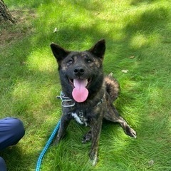 甲斐犬と柴犬のミックス、兄弟犬です。可愛いがってくれる里親さん募集します。 - 里親募集