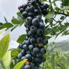 プルベリーの収穫体験、即売会の画像