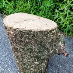 薪ストーブ・焚火の薪割り薪材作りの丸太やキャンプ・ガーデニングのテーブルやイス等使い方は自由自在♪の画像
