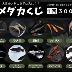 長崎めだかフェス2022 the final inコレモおおむら...