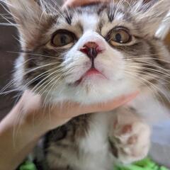 【お見合い予定 一旦募集中止】もふもふカワイイ満点甘えたミックス...