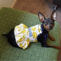 犬のお洋服　未使用　バナナの画像
