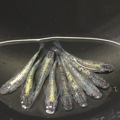 鬼ラメ　めだか　【有精卵20個】の画像