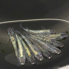 鬼ラメ　めだか　【有精卵20個】の画像