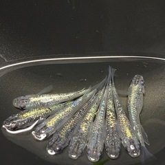 鬼ラメ　めだか　【有精卵20個】の画像