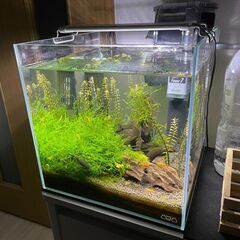 【取引中】アクアリウム 生体・飼育用品一式の画像