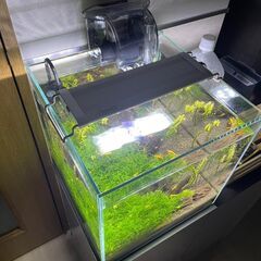 【取引中】アクアリウム 生体・飼育用品一式の画像