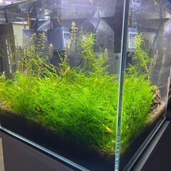 【取引中】アクアリウム 生体・飼育用品一式の画像