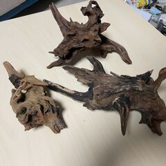 【取引中】アクアリウム 生体・飼育用品一式の画像