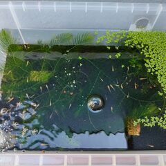 メダカ&水草