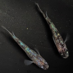 白斑ラメサファイア　めだか　1ペア