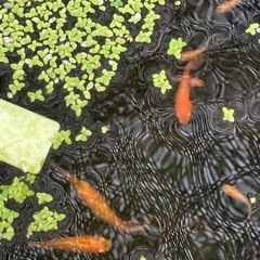 メダカの稚魚色々30匹。
