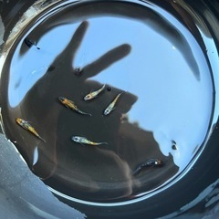 めだか　《ユリシス》若魚　