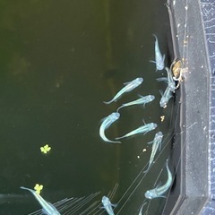 めだか《黒百式》若魚