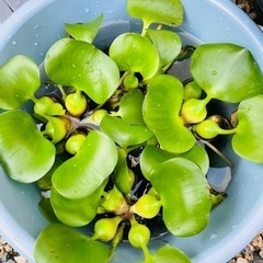 【決まりました】ホテイソウと稚魚2匹