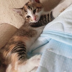 可愛がってあげてください。