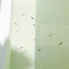 めだか《深海》幼魚