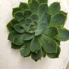 名前の分からない多肉植物の画像