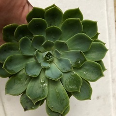 名前の分からない多肉植物の画像