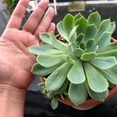 名前の分からない多肉植物の画像