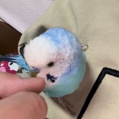 セキセイインコが迷子です。