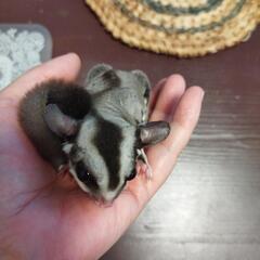 フクロモモンガ