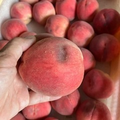 ハネ出し桃　幸茜　小粒　加工用の画像
