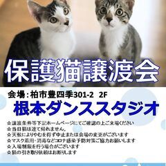 【こねこがいっぱい】9/11（日）根本ダンススタジオ保護猫譲渡会