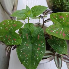 交渉中❗植物*カラジウム&トラディスカンチン