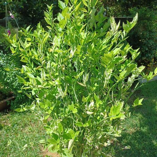 交渉中❗植物☆大銀竜⑤