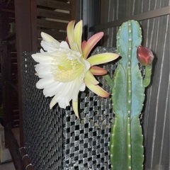 柱サボテン　鬼面角　蕾付き
