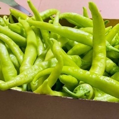 シシトウ辛い　1kg=1,000¥ 2kg=1,500¥