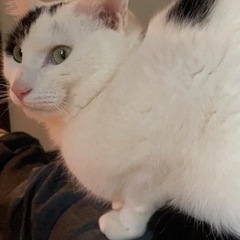猫友 - 練馬区