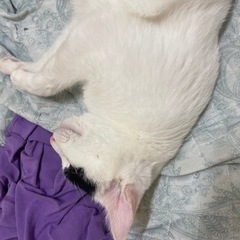 猫友 - 友達
