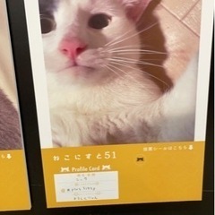 猫友