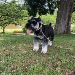 ミニチュアシュナウザー 迷い犬　探してます。