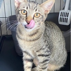 人懐っこいキジトラ♂の子猫です