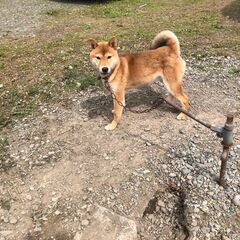 柴犬　まだ生後9か月♂赤色の優良血統のワンちゃん　知りあいの1流...