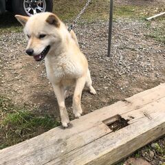 北海道犬(ホワイト）♀２歳　※ヒートが始まり一時見学応募中断させ...