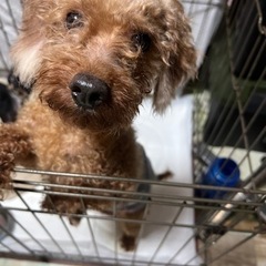 元気いっぱいトイプードルくん