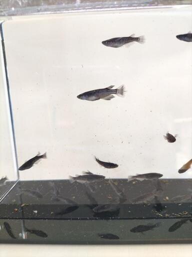 ブラックダイヤ鰭長20匹＋α
