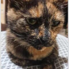 サビ猫　メス　探してます！尾道市美ノ郷町三成