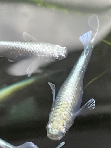 極上エメキン　メダカの卵10個プラスα