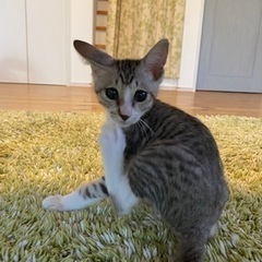 トライアル中◆サバトラ白　3ヶ月位の男の子
