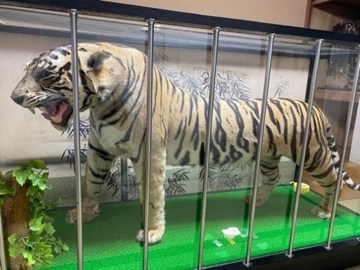 虎の剥製　受付停止中